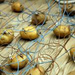 Potato Network