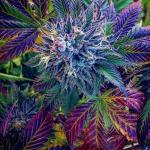 Deschedule Cannabis