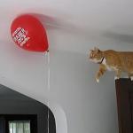 cat what could go wrong
