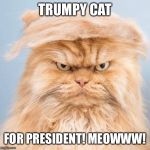 trumpy cat 2 | TRUMPY CAT; FOR PRESIDENT!
MEOWWW! | image tagged in trumpy cat 2 | made w/ Imgflip meme maker