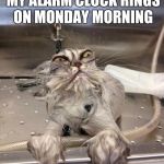 Dear photo diary | THE WAY I LOOK WHEN MY ALARM CLOCK RINGS ON MONDAY MORNING | image tagged in angry wet cat,work | made w/ Imgflip meme maker