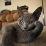 The most interesting cat in the world