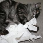 Cat Eating Paper