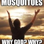 Why God? Why? | MOSQUITOES; WHY GOD? WHY? | image tagged in why god why,memes,summer,mosquitoes,summer time | made w/ Imgflip meme maker