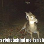 Go to the apple orchard at night they said. Nothing to be afraid of they said...  | It's right behind me, isn't it? | image tagged in animals,funny meme | made w/ Imgflip meme maker