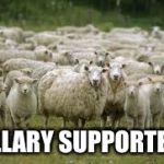 sheeps | HILLARY SUPPORTERS | image tagged in sheeps | made w/ Imgflip meme maker