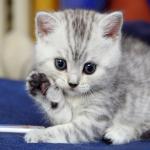 Cute Kitten