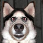 dogs face when he has to fart