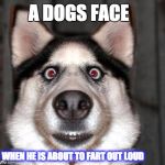 dog farting out loud | A DOGS FACE; WHEN HE IS ABOUT TO FART OUT LOUD | image tagged in memes,funny,hot memes,funny animal memes,funny dog memes,fart memes | made w/ Imgflip meme maker