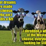 Inspired by a post from Dutchess County Fairgrounds | Sweet dreams are made of cheese,  who am I to dis a Bri; I shredded a wheel of the Weston cheese, everybody's looking for Stilton | image tagged in cool cows,cheese | made w/ Imgflip meme maker