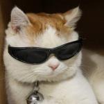 cat in sunglasses meme
