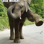 What a Diet feels like | "NO I CAN'T! I HAVE TO LOSE WEIGHT" "OH BUT I CAN'T RESIST" | image tagged in elephant,funny,fat,diet,cake,goofy | made w/ Imgflip meme maker