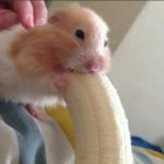 hamster with banana