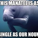 Manatee | THIS MANATEE IS AS; SINGLE AS OUR NOUN | image tagged in manatee | made w/ Imgflip meme maker