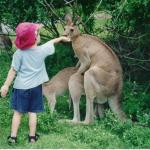 kid kangaroo