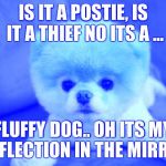 http://cdn.theanimals.pics/pictures/www.theblogismine.com/wp-con | IS IT A POSTIE, IS IT A THIEF NO ITS A ... FLUFFY DOG.. OH ITS MY REFLECTION IN THE MIRROR | image tagged in http//cdntheanimalspics/pictures/wwwtheblogisminecom/wp-con | made w/ Imgflip meme maker