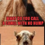 Thought I would create another Bad Pun Template for the hell of it. | WHAT DO YOU CALL A CAMEL WITH NO HUMP; HUMPHREY | image tagged in bad pun camel,memes,funny,funny animals,animals,camel | made w/ Imgflip meme maker