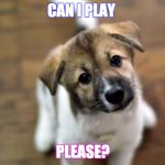 Cute Dog  | CAN I PLAY; PLEASE? | image tagged in dog memes,animal memes,memes,funny,cute | made w/ Imgflip meme maker