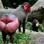 Gorilla Butt