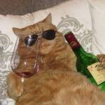 Cat with wine