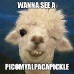 Since you sent me a photo of your camel toe ..  | WANNA SEE A; PICOMYALPACAPICKLE | image tagged in alpaca,relationships,flirt meme,dating,funny memes,camel toe | made w/ Imgflip meme maker