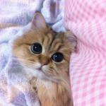 Cute cat