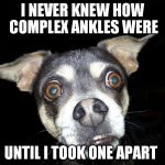 I NEVER KNEW HOW COMPLEX ANKLES WERE; UNTIL I TOOK ONE APART | image tagged in scared dog | made w/ Imgflip meme maker