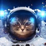 Space Cat 2 meme