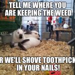 Thug rabbits | TELL ME WHERE YOU ARE KEEPING THE WEED; OR WE'LL SHOVE TOOTHPICKS IN YOUR NAILS! | image tagged in thug rabbits | made w/ Imgflip meme maker