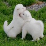 Cute puppies holding