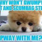 Adorable | WHY WON'T GWUMPY CAT AND SCUMBAG STEVE; PWAY WITH ME? | image tagged in adorable | made w/ Imgflip meme maker