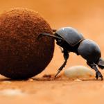 dung beetle meme