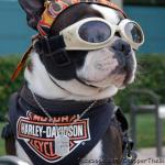 Biker dog