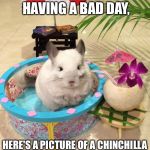 Sometimes we all need a little encouragement.   | IN CASE YOU'RE HAVING A BAD DAY, HERE'S A PICTURE OF A CHINCHILLA SITTING IN A POOL. | image tagged in chinchilla chinchillin,chill,having a bad day,encouragement | made w/ Imgflip meme maker