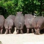 Hippo butts meme