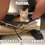 No. It is not a scratchy toy.  | Human, your tail is on backwards. | image tagged in cat,funny meme | made w/ Imgflip meme maker