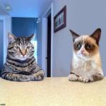 Take a seat cat and grumpy cat review meme