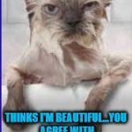 He Thinks I'm Beautiful | MY BOYFRIEND; THINKS I'M BEAUTIFUL...YOU AGREE WITH HIM, RIGHT? RIGHT...? | image tagged in boyfriend thinks i'm beautiful,cat,ugly,love,memes,relationship | made w/ Imgflip meme maker
