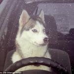 Husky Driver