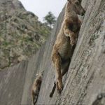 One Step Ahead | EVOLUTION ENABLES THE IBEX TO STAY ONE STEP AHEAD OF THE MUSLIM BROTHERHOOD | image tagged in mountain goats,muslim goat,evolution | made w/ Imgflip meme maker