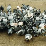 pigeons