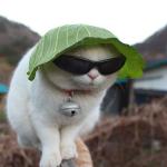 undercover cat