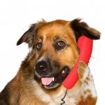 Dog On The Phone