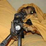 Sniper Dog meme