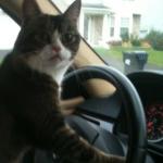 JoJo The Driving Cat meme