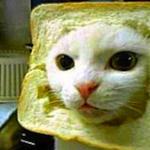 Cat bread