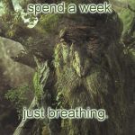 Tree Beard | I used to spend a week; just breathing. ( real quote from _Two_ _Towers_ book) | image tagged in tree beard | made w/ Imgflip meme maker