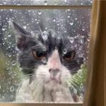 cat rain window