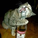 Drunk cat