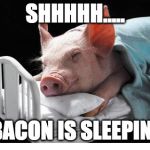 So cute. So tasty.  | SHHHHH..... BACON IS SLEEPING | image tagged in sleeping pig,bacon,pig,sleeping | made w/ Imgflip meme maker